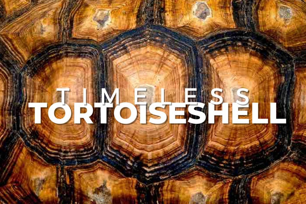 Timeless tortioseshell eyeglass frames