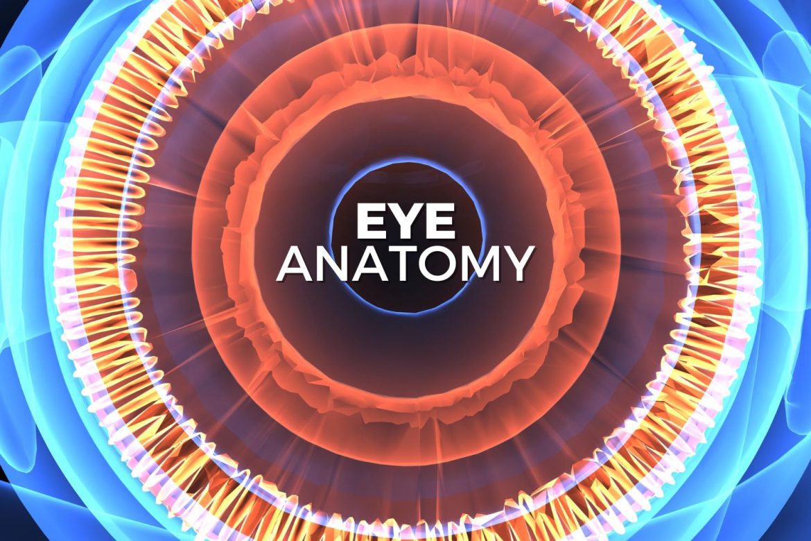 eye anatomy