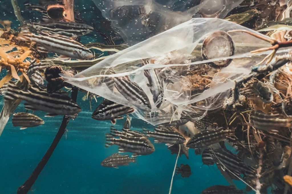 Fish trapped in a plastic bag underwater as a result of pollution