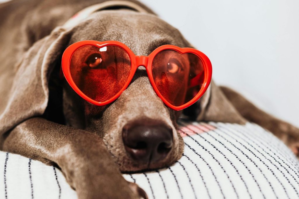 A dog wearing heart-shaped red-tinted glasses