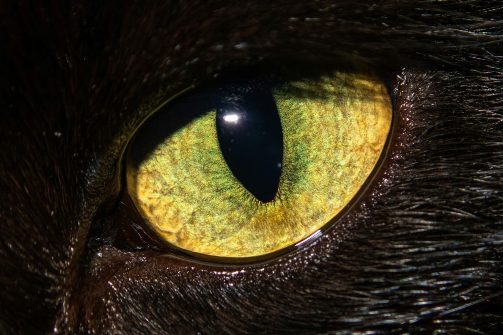 Cat with yellow eyes
