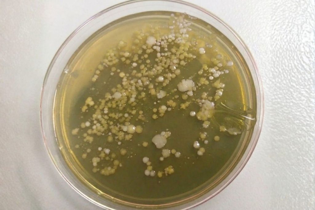 Petri dish